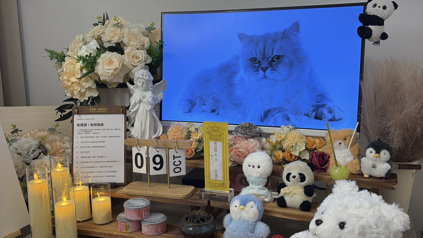 给养猫家庭的提醒