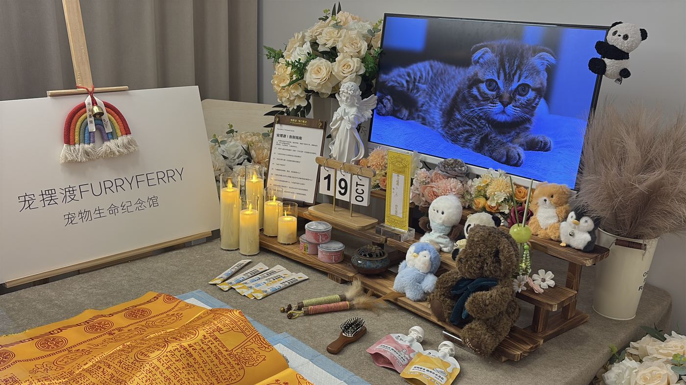 猫咪离世后怎么办？绵阳猫主子告别指南